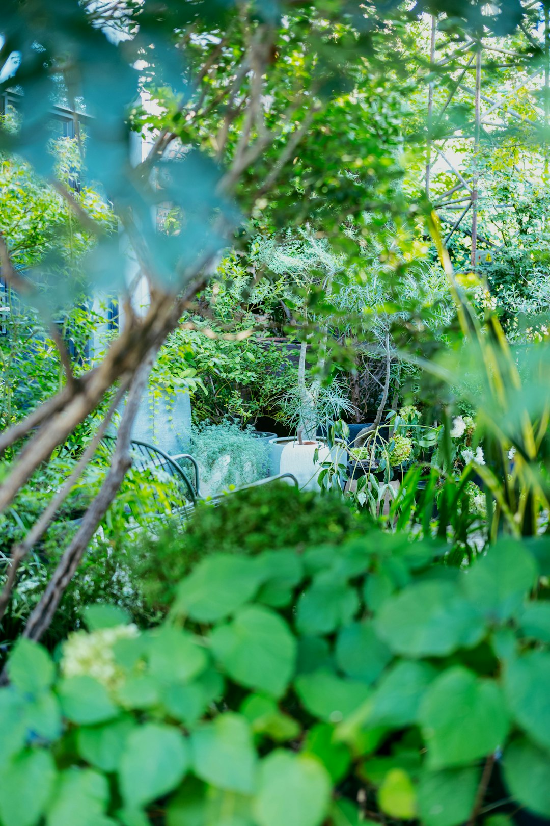 Dettaglio di piante e verde in giardino