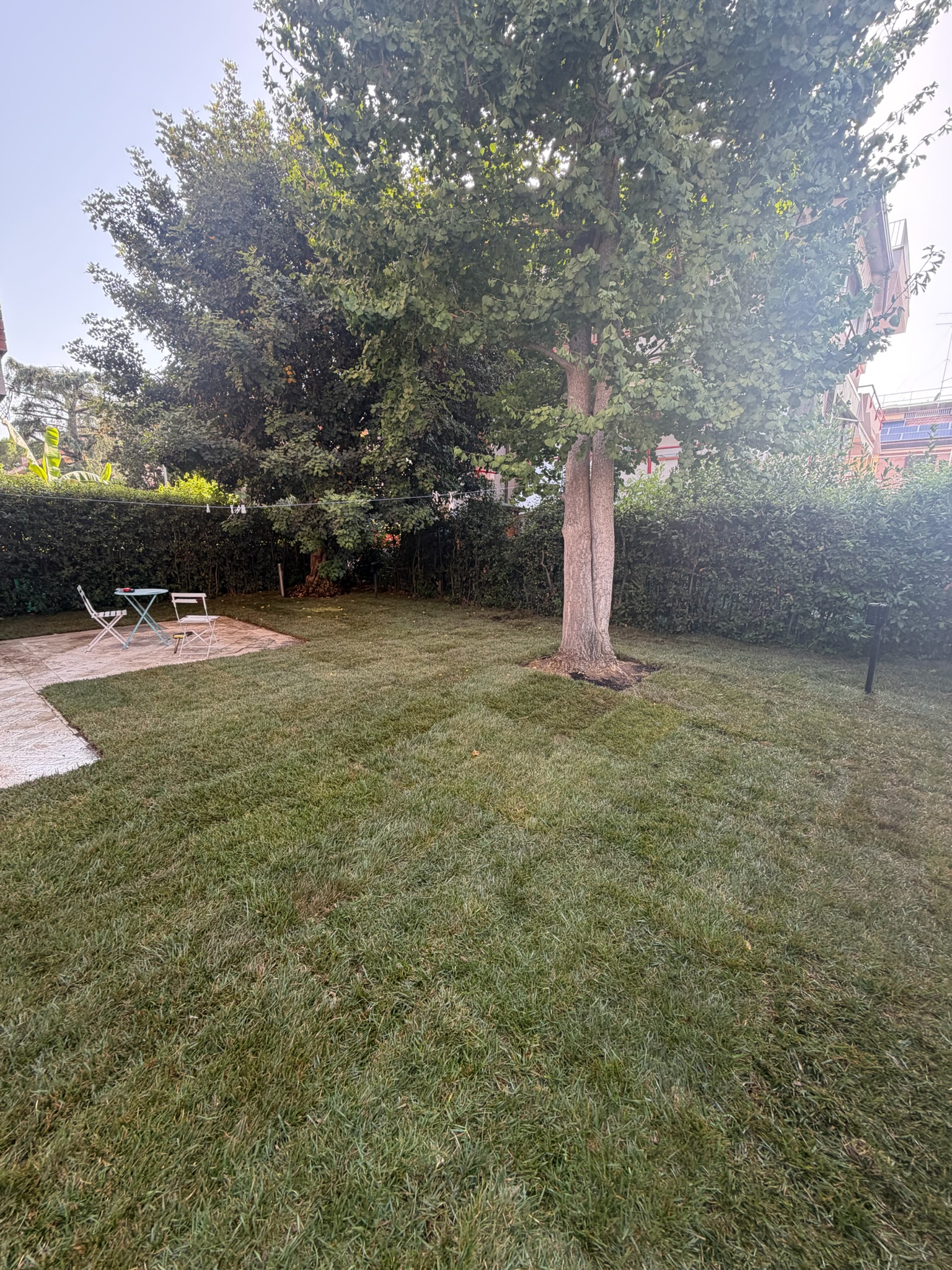 Sistemazione del prato e dell’area verde attorno a un albero esistente.