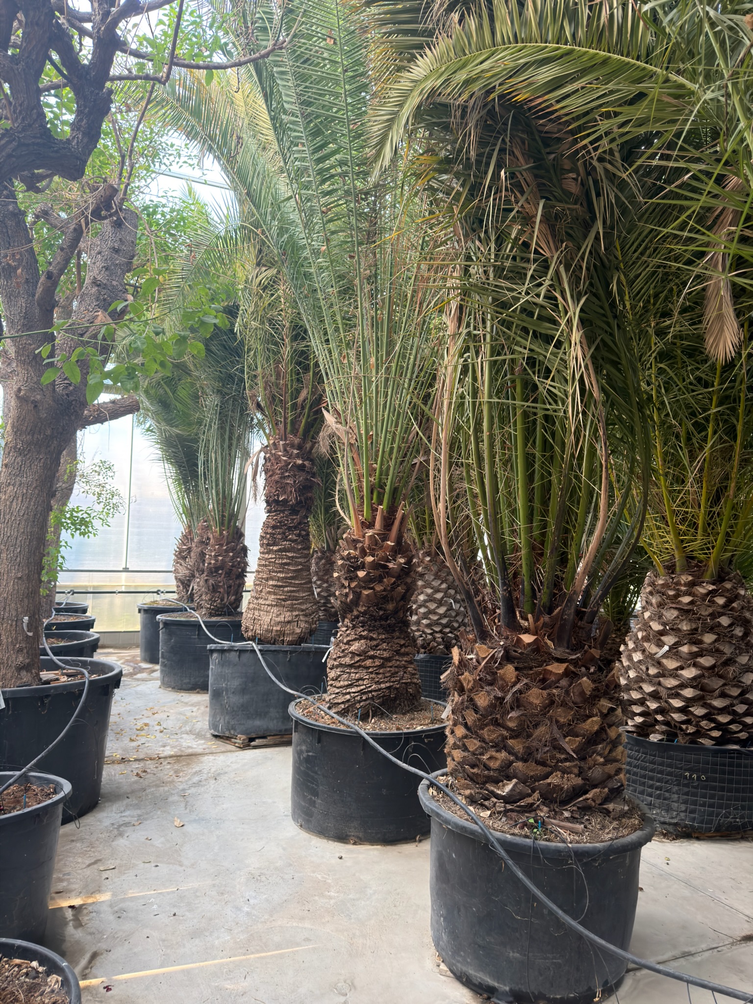 Selezione di palme in vivaio per la realizzazione e l’allestimento di spazi verdi.