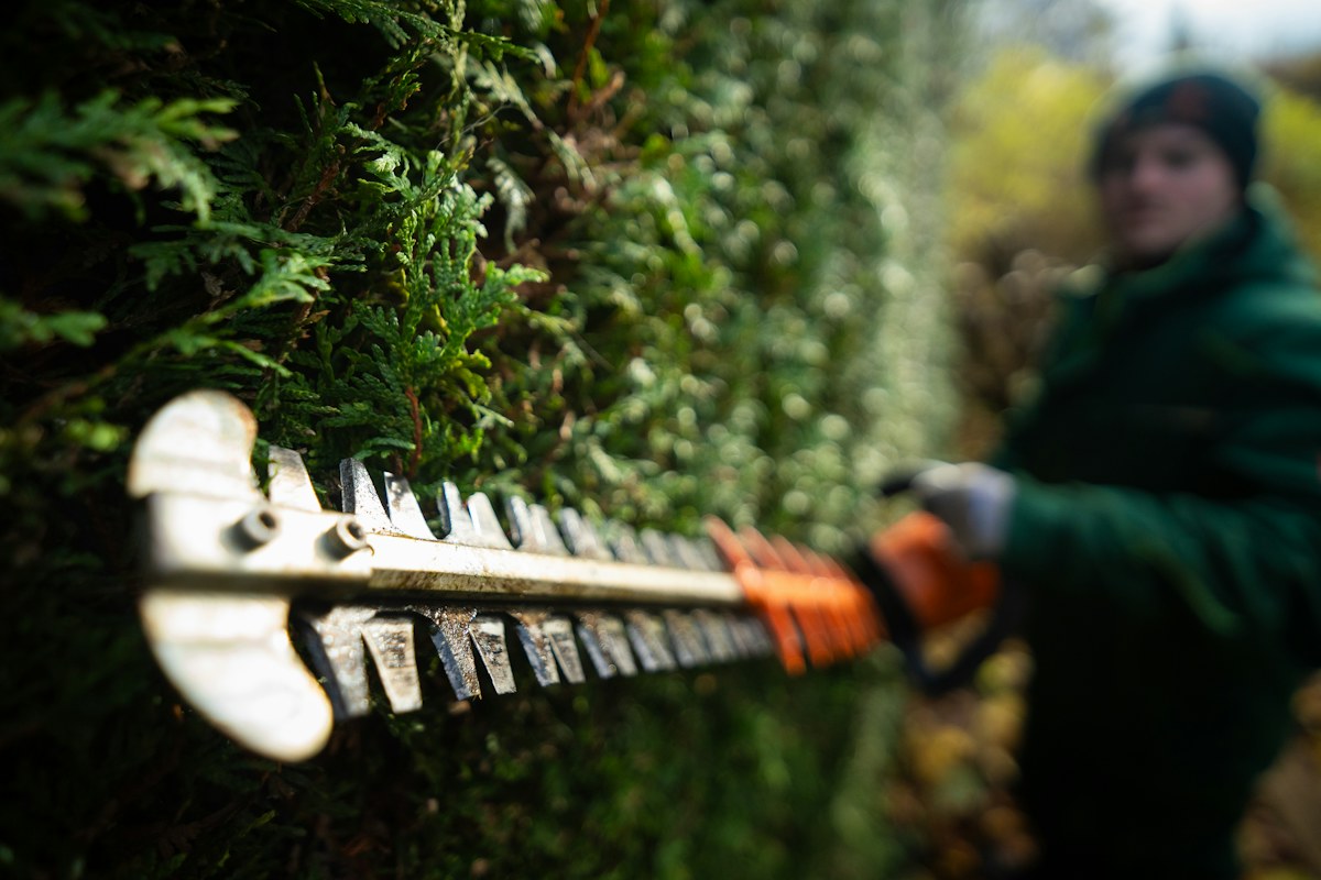 Rifinitura di una siepe sempreverde con attrezzi da giardinaggio