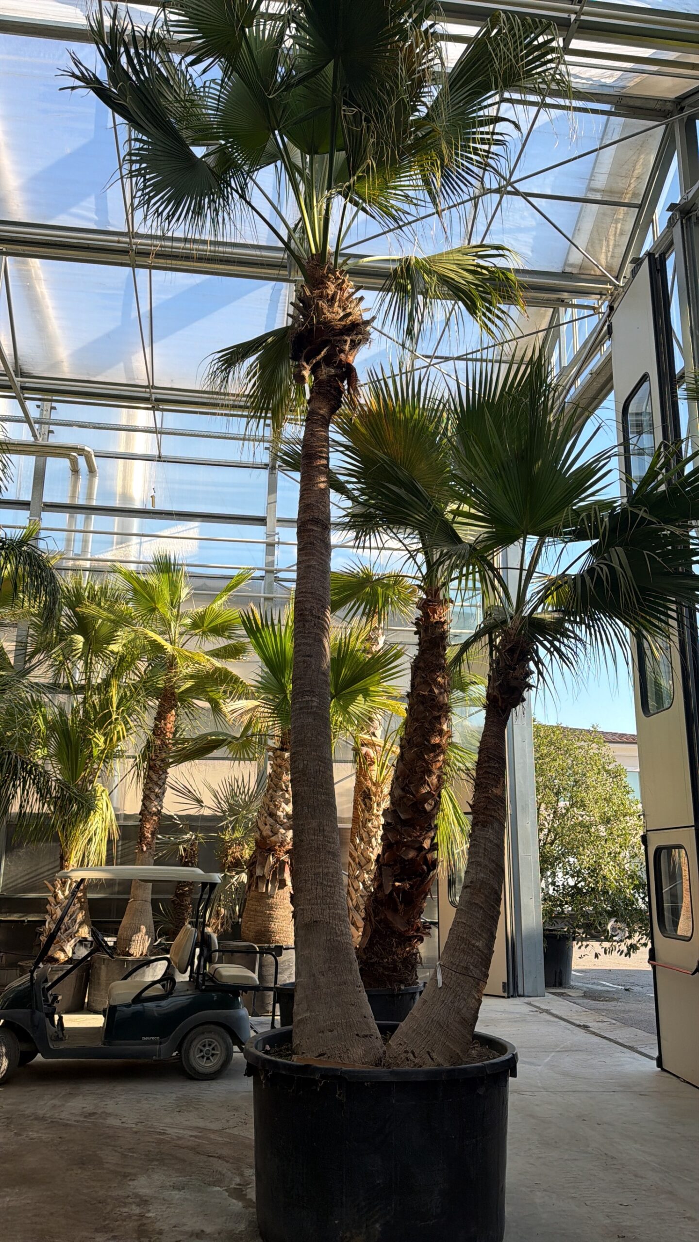 Palme ornamentali selezionate in vivaio per la progettazione e la realizzazione di giardini e spazi verdi.